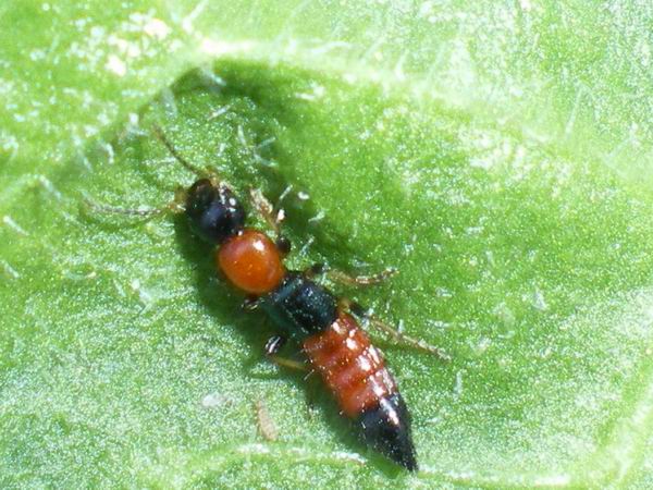 Paederus littoralis (Staphylinidae)